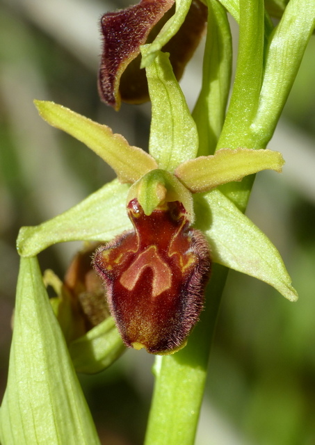 Ophrys precoci nellAbruzzo sud orientale 2022